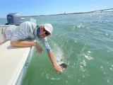 captain-releasing-tarpon-sarasota-fishing-charter.webp